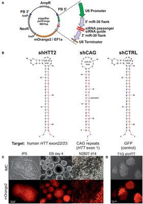 The Generation of Mouse and Human Huntington Disease iPS Cells Suitable for In vitro Studies on Huntingtin Function